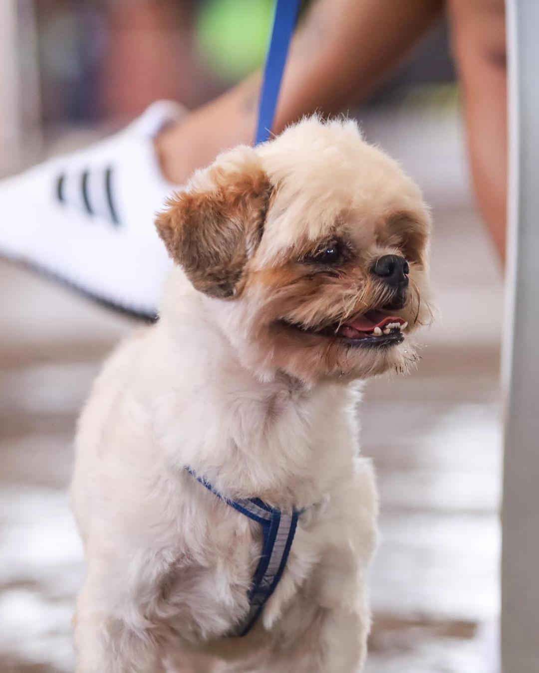 Programa de castração de cães e gatos terá ações em 21 municípios do Paraná