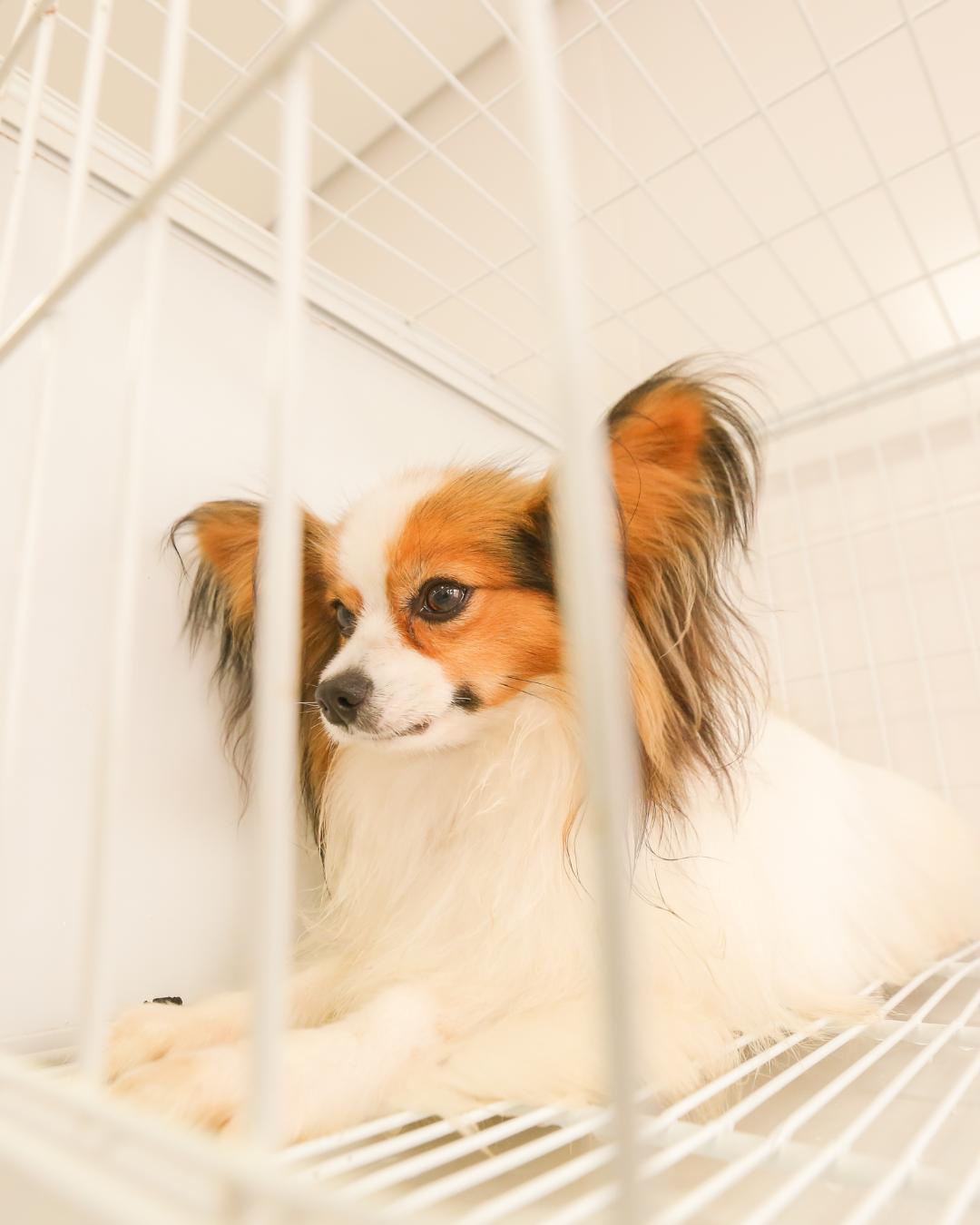 Projeto propõe criação do Samu-PET para atendimento veterinário gratuito em Curitiba
