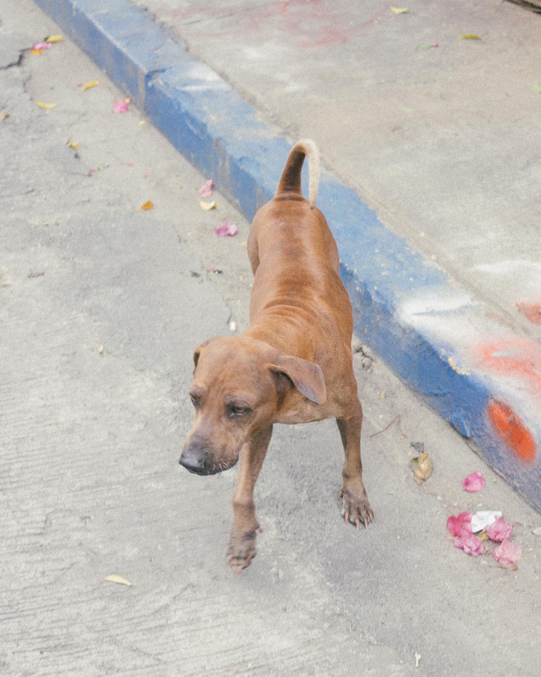 Abandono de animais com uso de veículos pode resultar na suspensão ou cassação da CNH