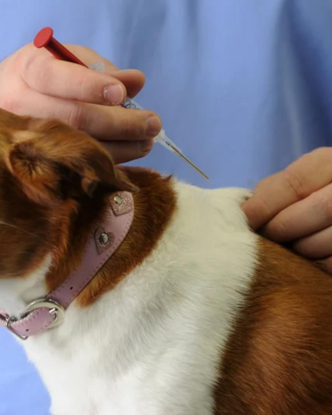 Campanha em Curitiba oferece 12 mil vagas gratuitas para vacinação de cães e gatos em setembro