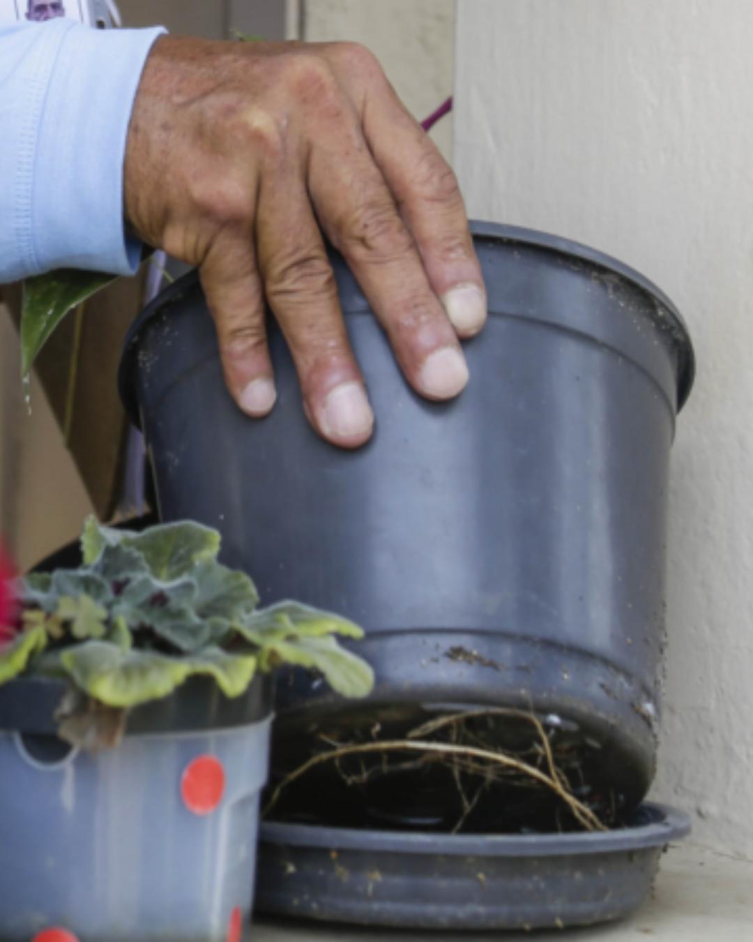 Casos de dengue no Paraná caem mais de 90% em 2026, mas preocupação com chuvas persiste