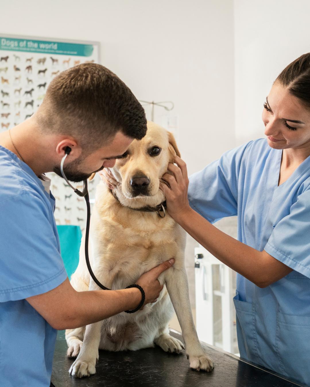 Curso de Auxiliar de Medicina Veterinária abre inscrições em Quatro Barras e Campina Grande do Sul