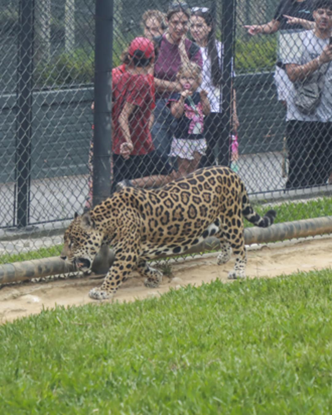 Zoológico de Curitiba ficará fechado até início de setembro para obras estruturais