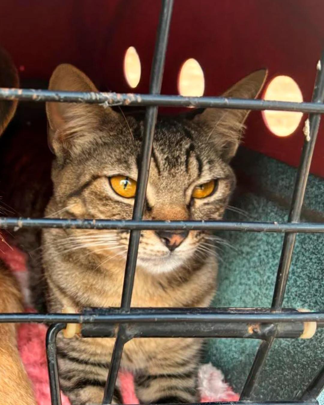 Curitiba recebe Vet-Móvel a partir desta quinta-feira (17) com atendimento gratuito para cães e gatos