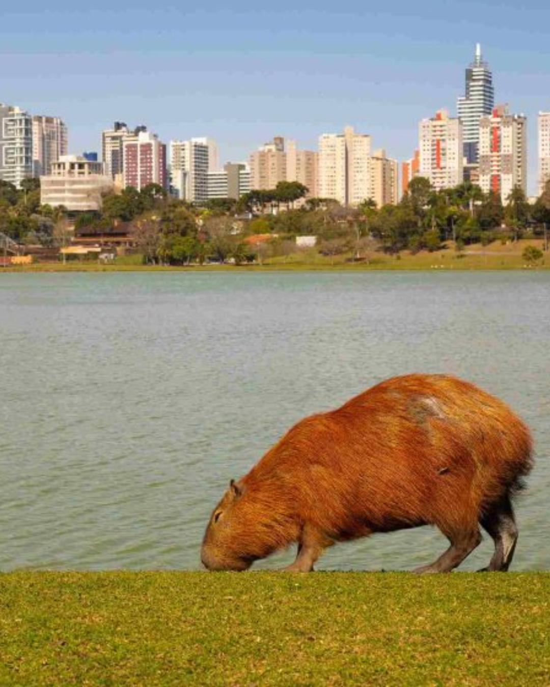 Paraná terá domingo de temperaturas elevadas, com máximas de até 36ºC