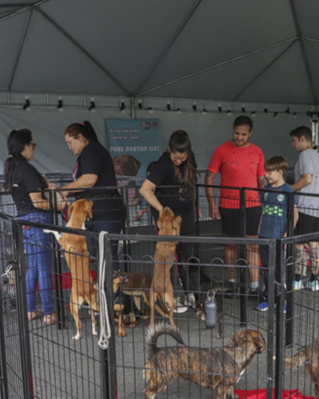 Parque Barigui sedia evento com 50 cães para adoção neste sábado (26)