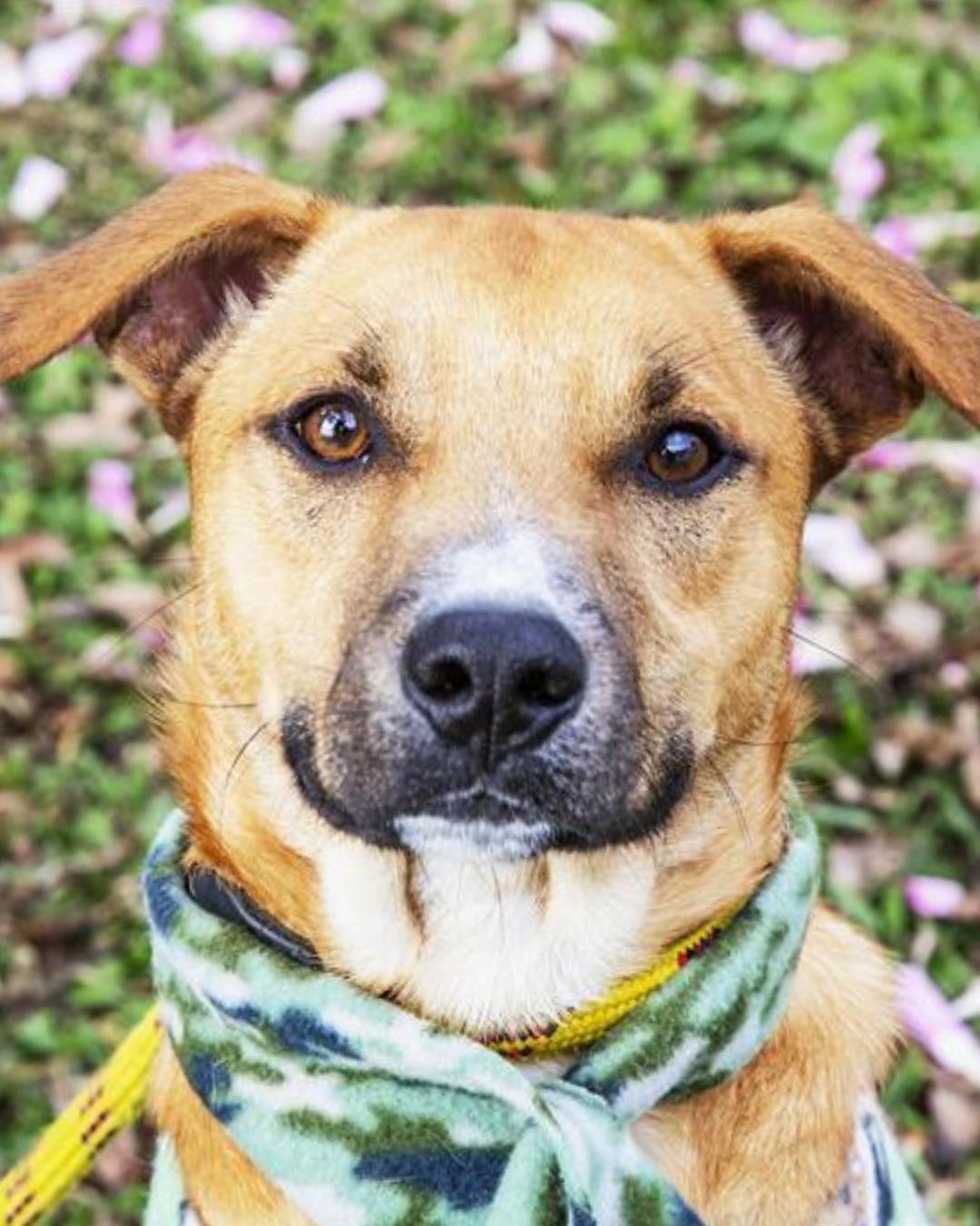 Vet-Móvel intensifica atendimentos veterinários em cidades atingidas por temporais no Paraná