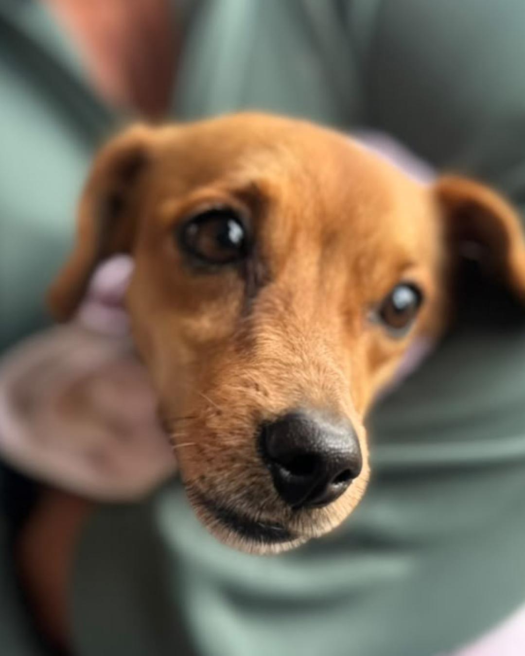 Vet-Móvel Paraná amplia atendimentos gratuitos para cães e gatos em 14 cidades